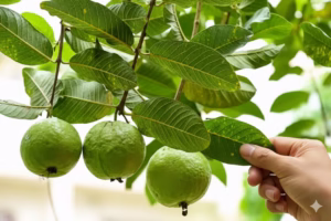 5 Manfaat Ajaib Daun Jambu Biji untuk Kesehatan & Kulit Bebas Jerawat